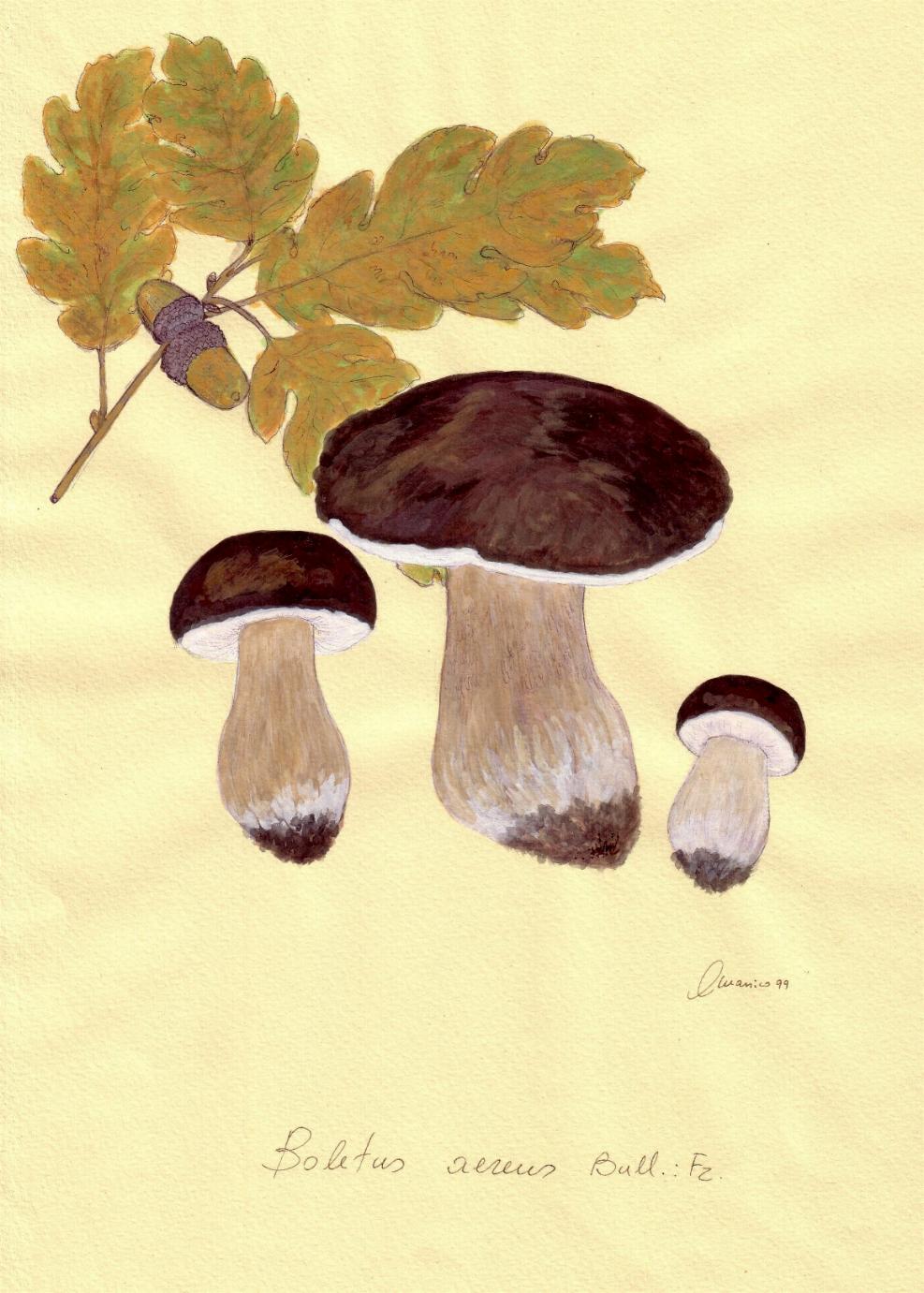 Boletus aereus Bull.: Fr.